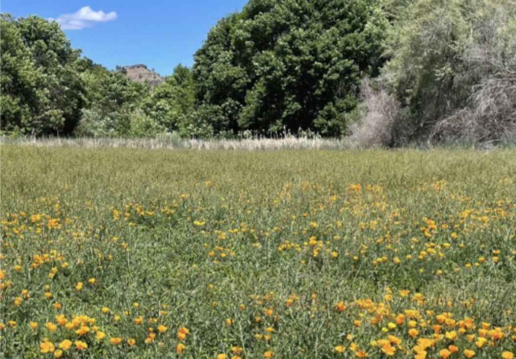 Upcoming N-EWN Knowledge Series: RES on the Klamath River